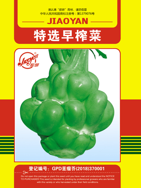 特选早榨菜——根菜